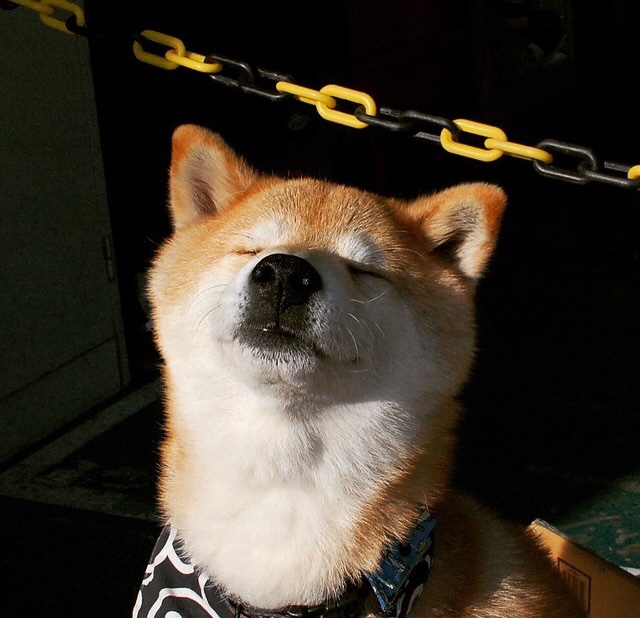 华体会体育-东决烽火映北非，突尼斯黄金一代的篮球与足球双重奏  第2张